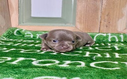 Chihuahua dogs for sale: Fiona Lavender Short Coat - Image 1