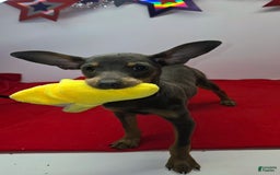 Miniature Pinscher dogs for sale: Squeaks - Image 1