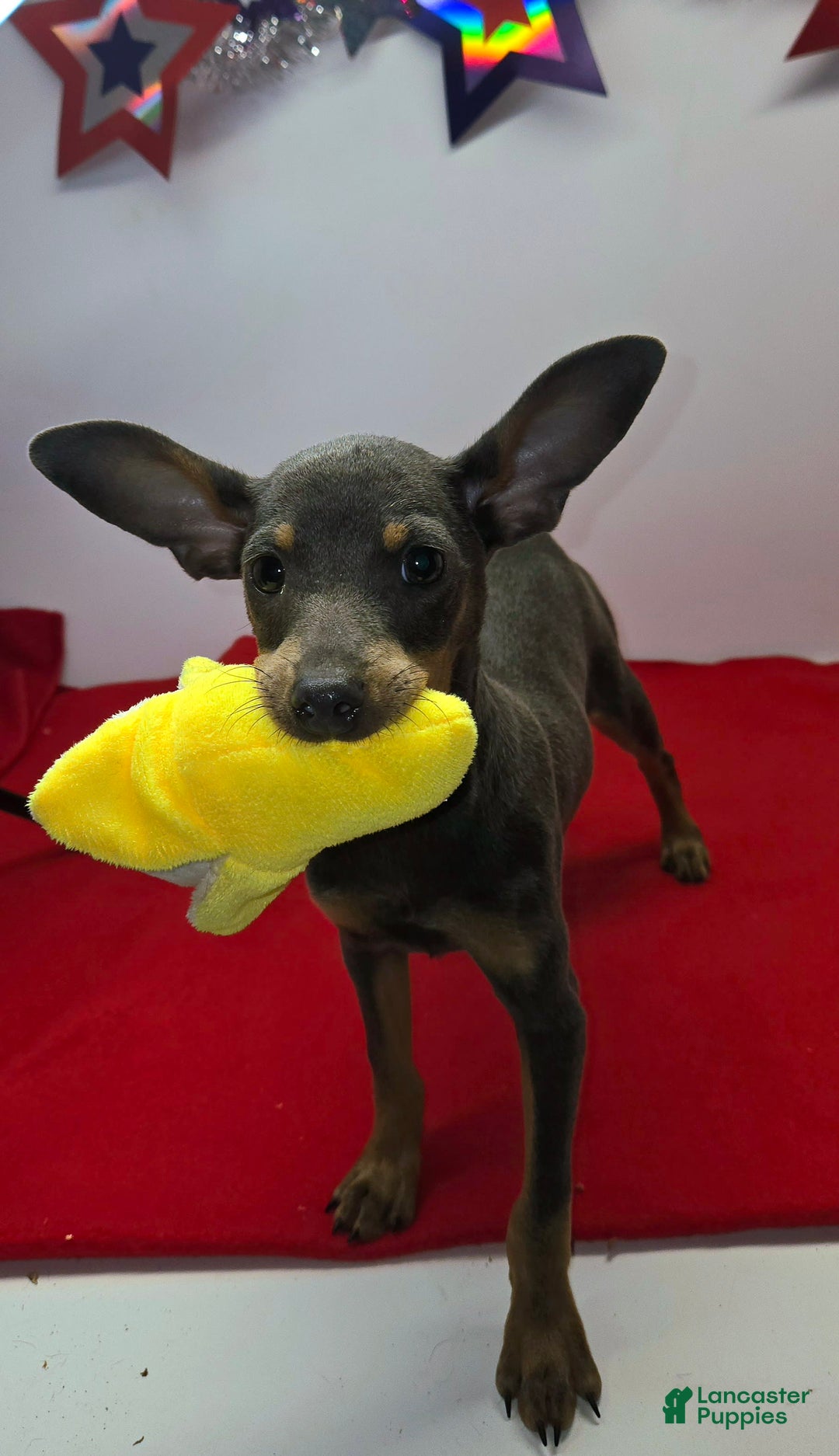 Miniature Pinscher dogs for sale: Squeaks - Image 1