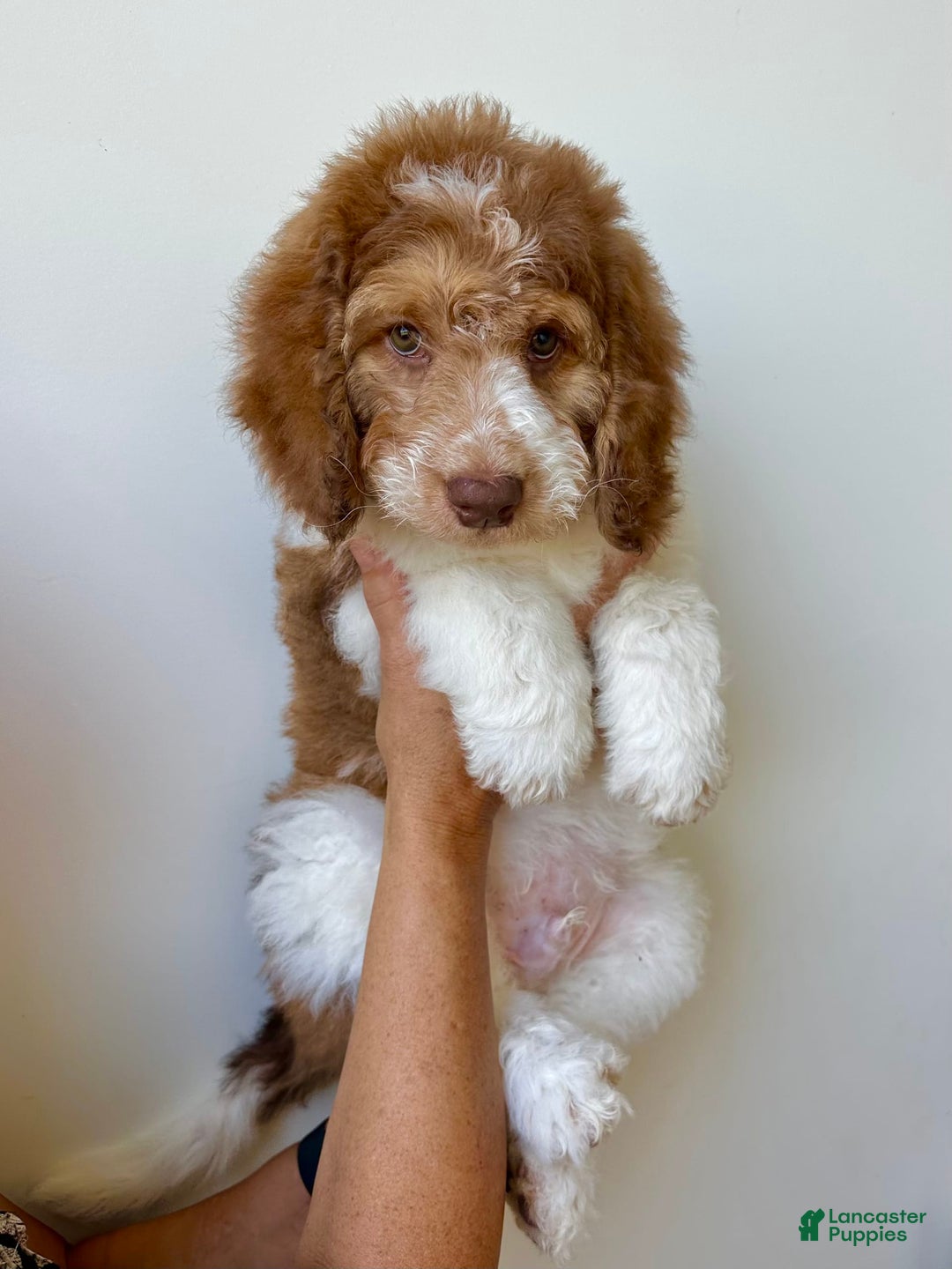 Bernedoodle dogs for sale: Ryder - Image 3
