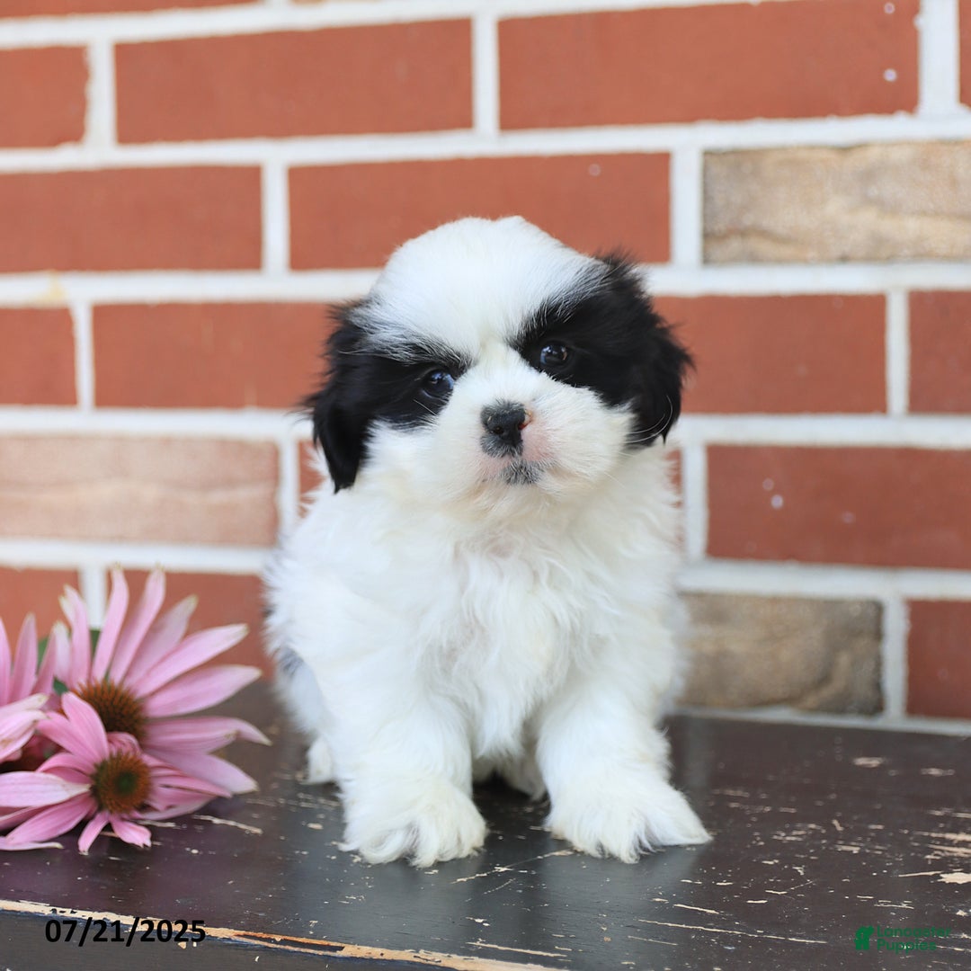 Shih Tzu dogs for sale: Drew - Image 3