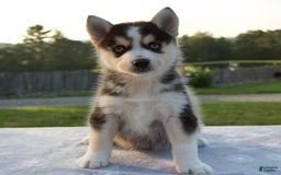 Pomsky dogs for sale: Thunder - Image 6