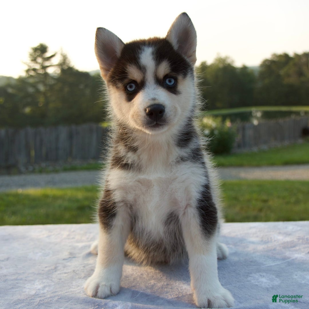 Pomsky dogs for sale: Thunder - Image 6