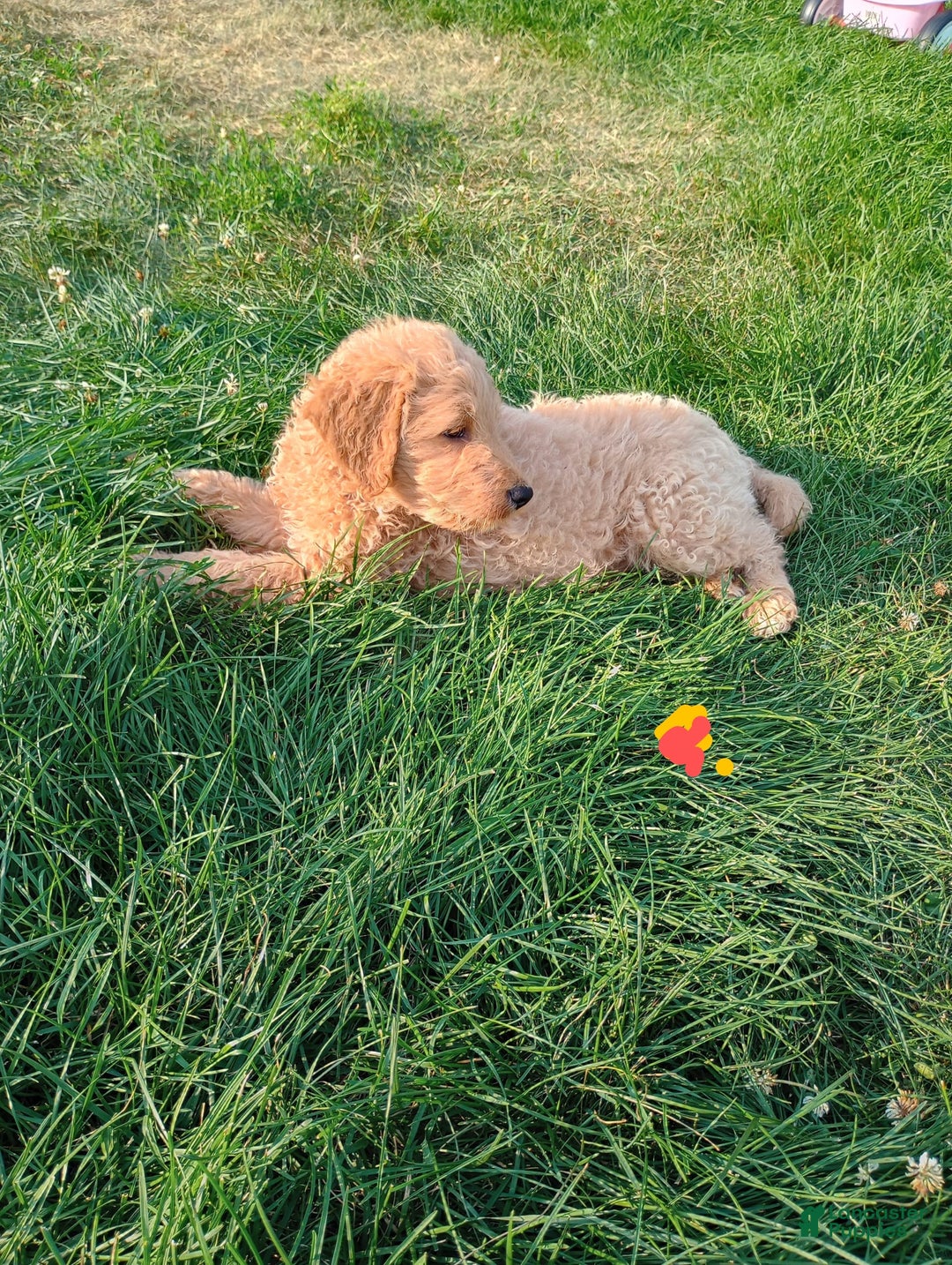 Goldendoodle dogs for sale: Brown - Image 1