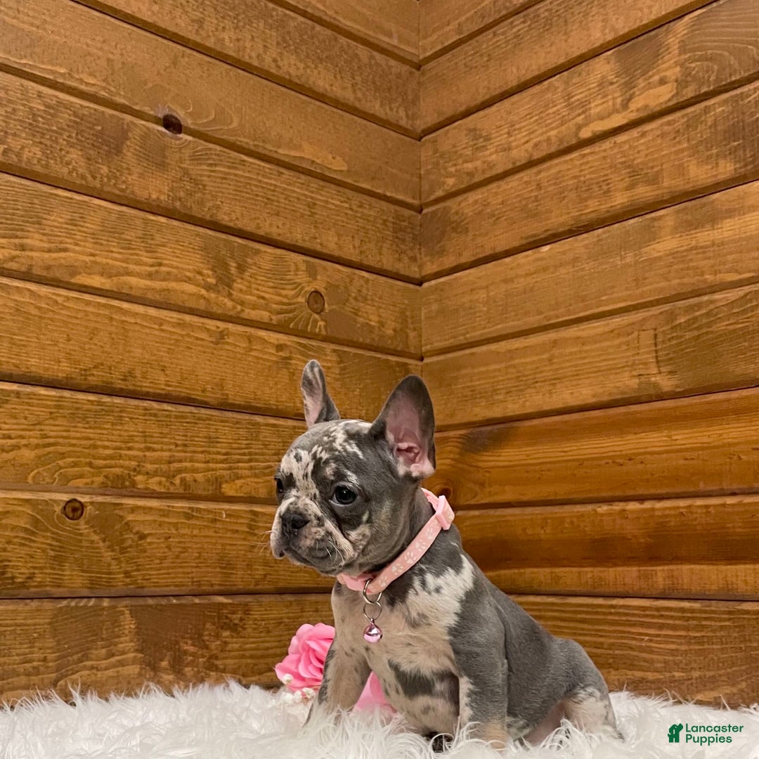 French Bulldog dogs for sale: Olive - Image 3