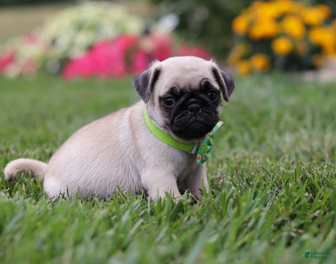 Pug dogs for sale: Ace - Image 5