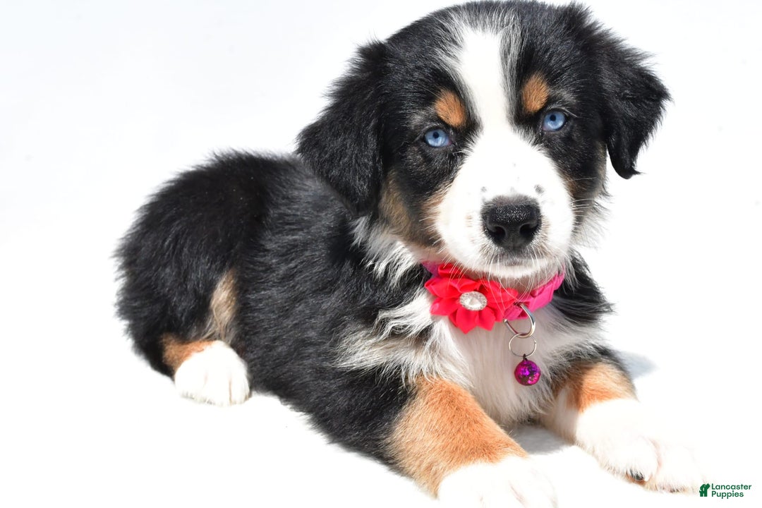 Australian Shepherd dogs for sale: Kate - Image 5
