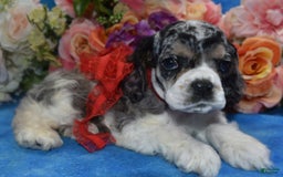 Cocker Spaniel dogs for sale: Tuckerbluetanpartimerlespeckleblueeyecockerpup - Image 9