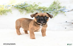 French Bulldog dogs for sale: Tash - Image 5