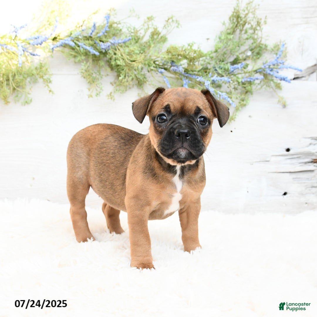 French Bulldog dogs for sale: Tash - Image 5