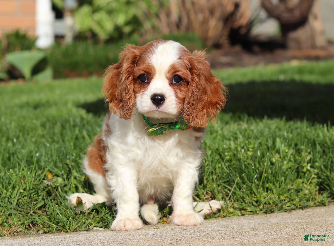 Cavalier King Charles Spaniel dogs for sale: Shiloh - Image 8