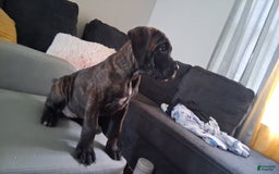 Cane Corso dogs for sale: BlondiePuppy - Listing for pets: BlondiePuppy - Image 2