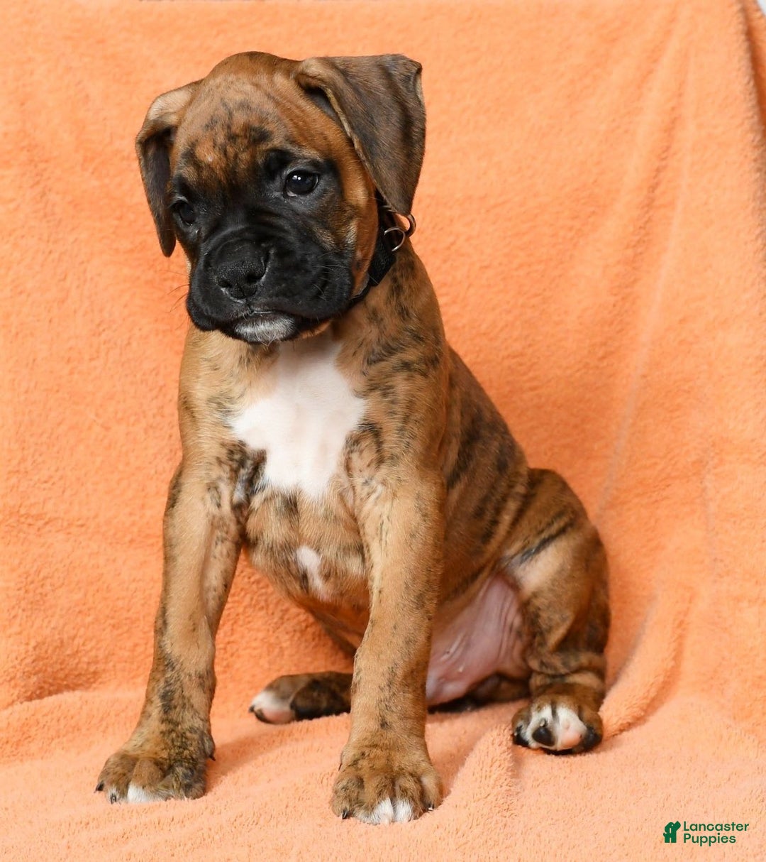 Boxer dogs for sale: Bennah - Image 8