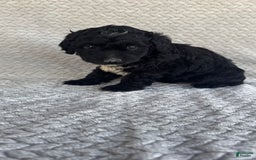 Mini Aussiedoodle dogs for sale: Hadley - Image 9
