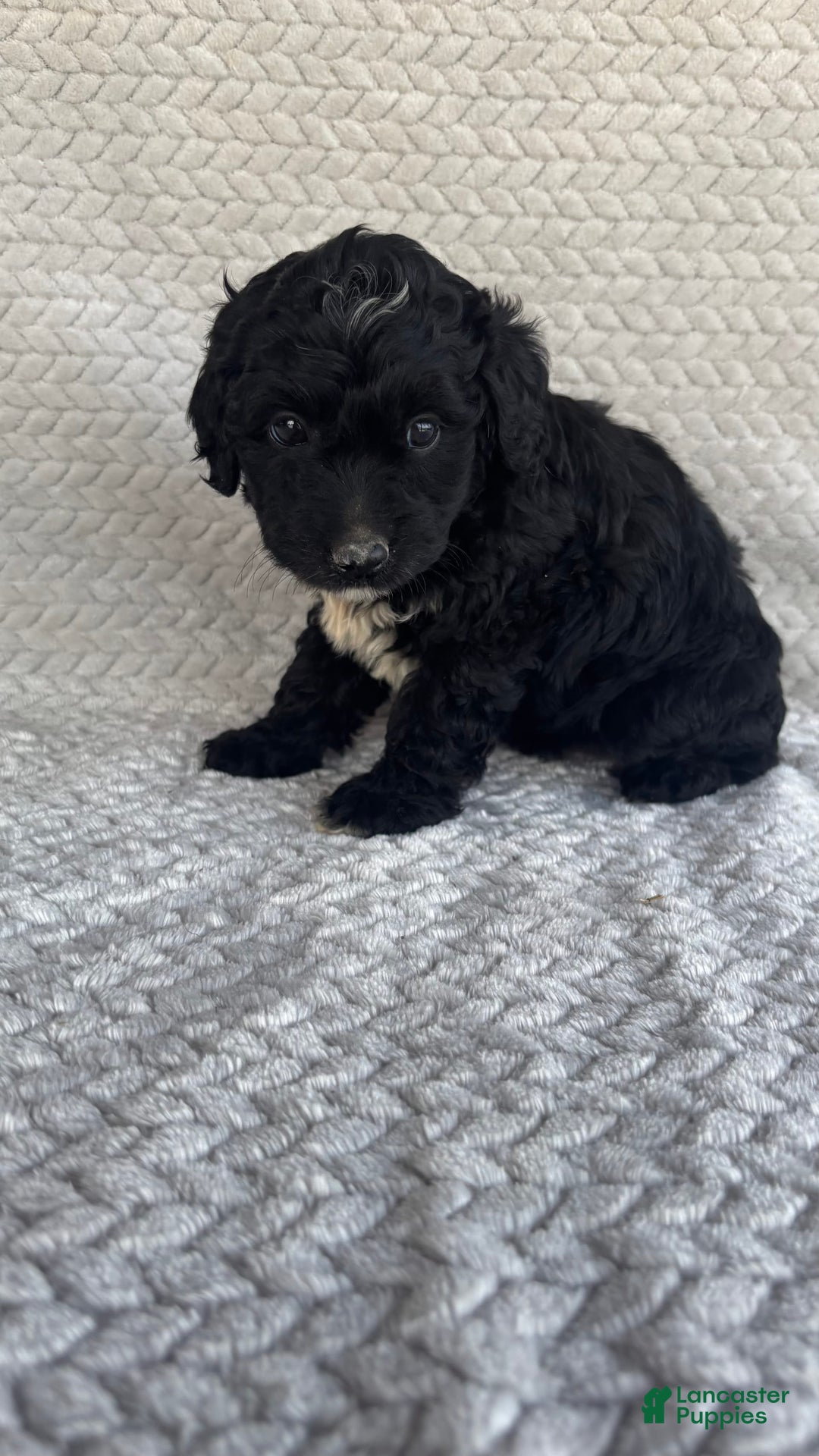Mini Aussiedoodle dogs for sale: Hadley - Image 9
