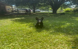 German Shepherd dogs for sale: Sable - Image 2