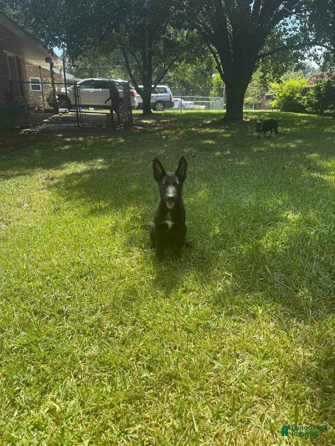 German Shepherd dogs for sale: Sable - Image 2