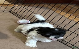 Shihpoo dogs for sale: Ollie - Image 2