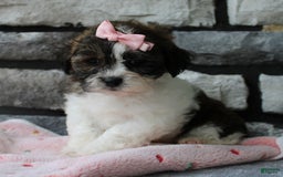 Teddy Bear dogs for sale: Addie - Image 2