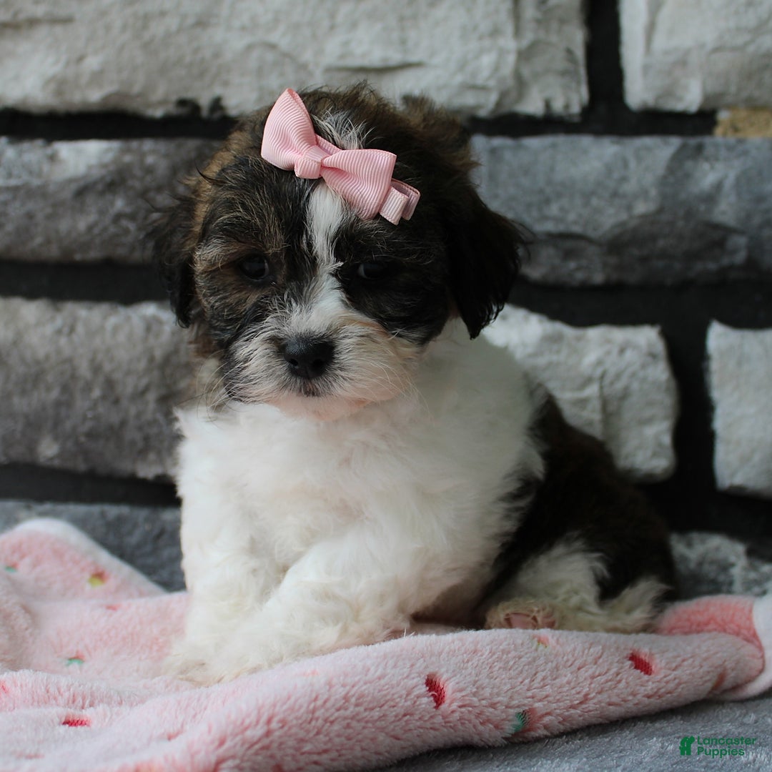 Teddy Bear dogs for sale: Addie - Image 2