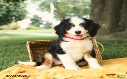 Bernedoodle dogs for sale: Ginger - Image 3