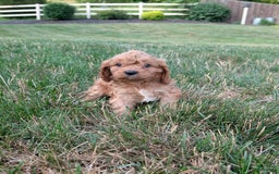 Cavapoo dogs for sale: Axel - Image 8