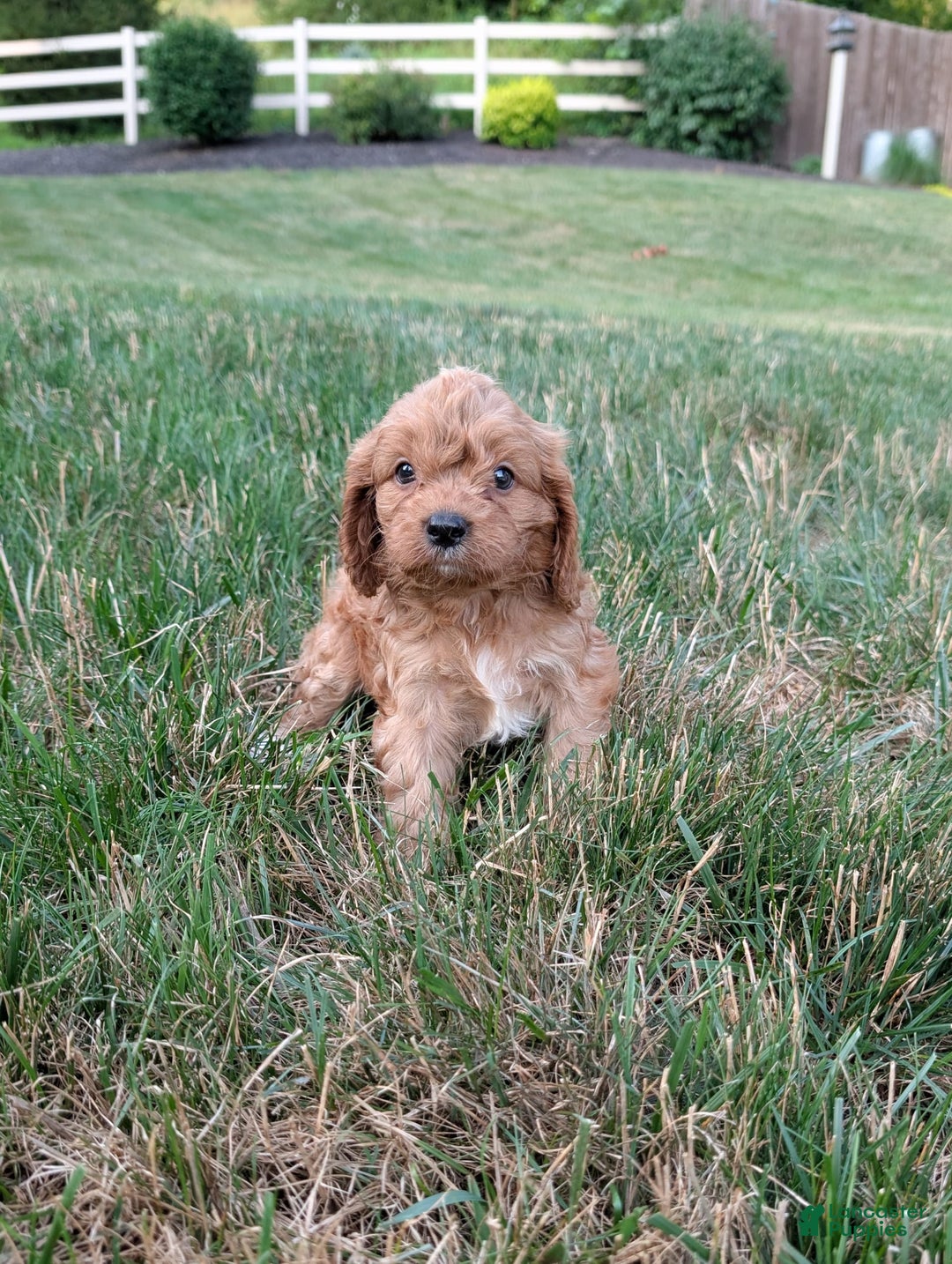 Cavapoo dogs for sale: Axel - Image 8