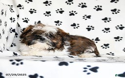 Shih Tzu dogs for sale: Everest - Image 7