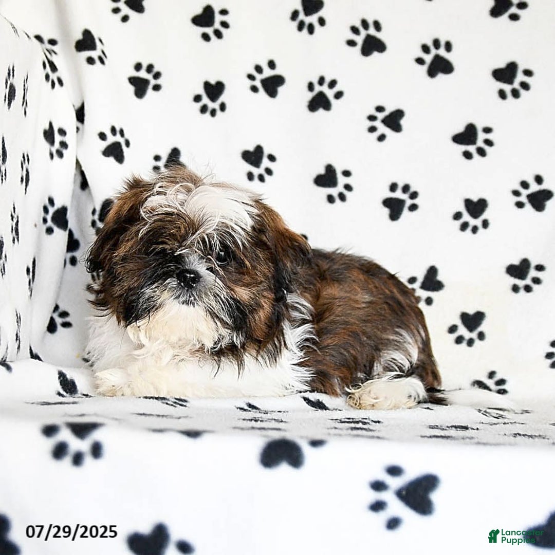 Shih Tzu dogs for sale: Everest - Image 7