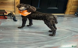 Standard Poodle dogs for sale: Clark - Image 3