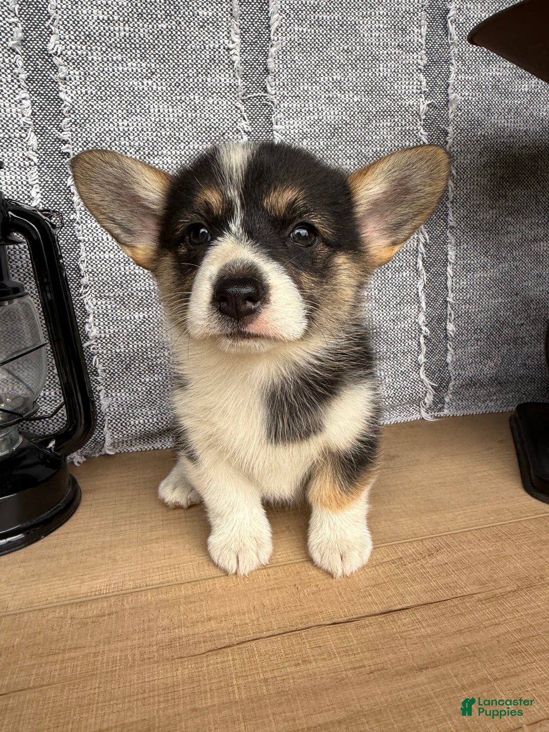Welsh Corgi Pembroke dogs for sale: Carly - Image 8