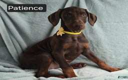 Doberman Pinscher dogs for sale: Patience - Image 8