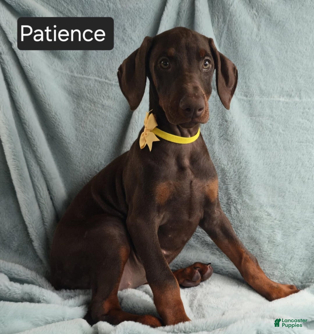 Doberman Pinscher dogs for sale: Patience - Image 8