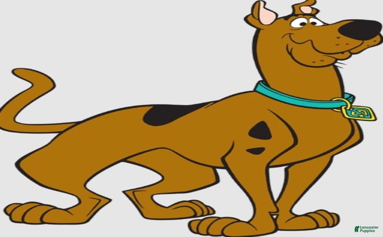 Great Dane dogs for stud - Ad 5