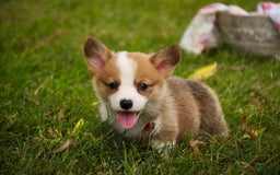 Welsh Corgi Pembroke dogs for sale: Brownie - Image 1