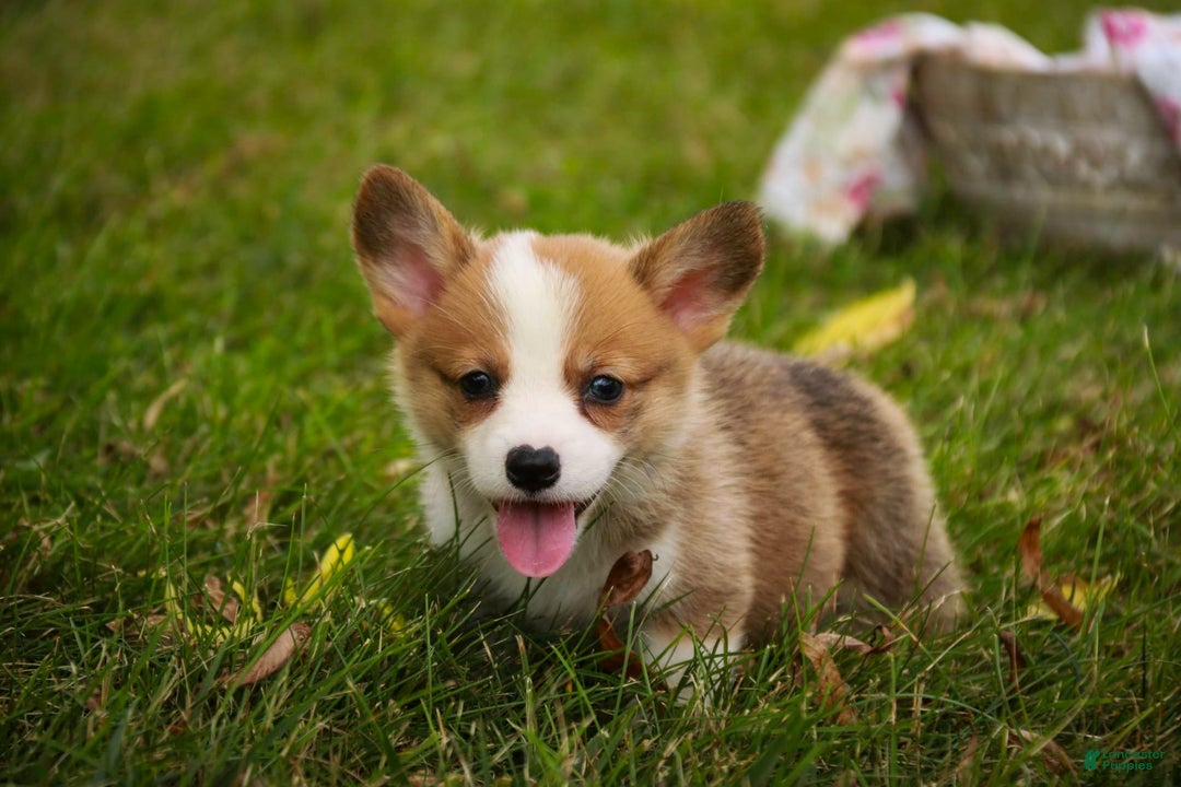 Welsh Corgi Pembroke dogs for sale: Brownie - Image 1