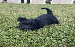 Scottish Terrier dogs for sale: Bernie - Image 5