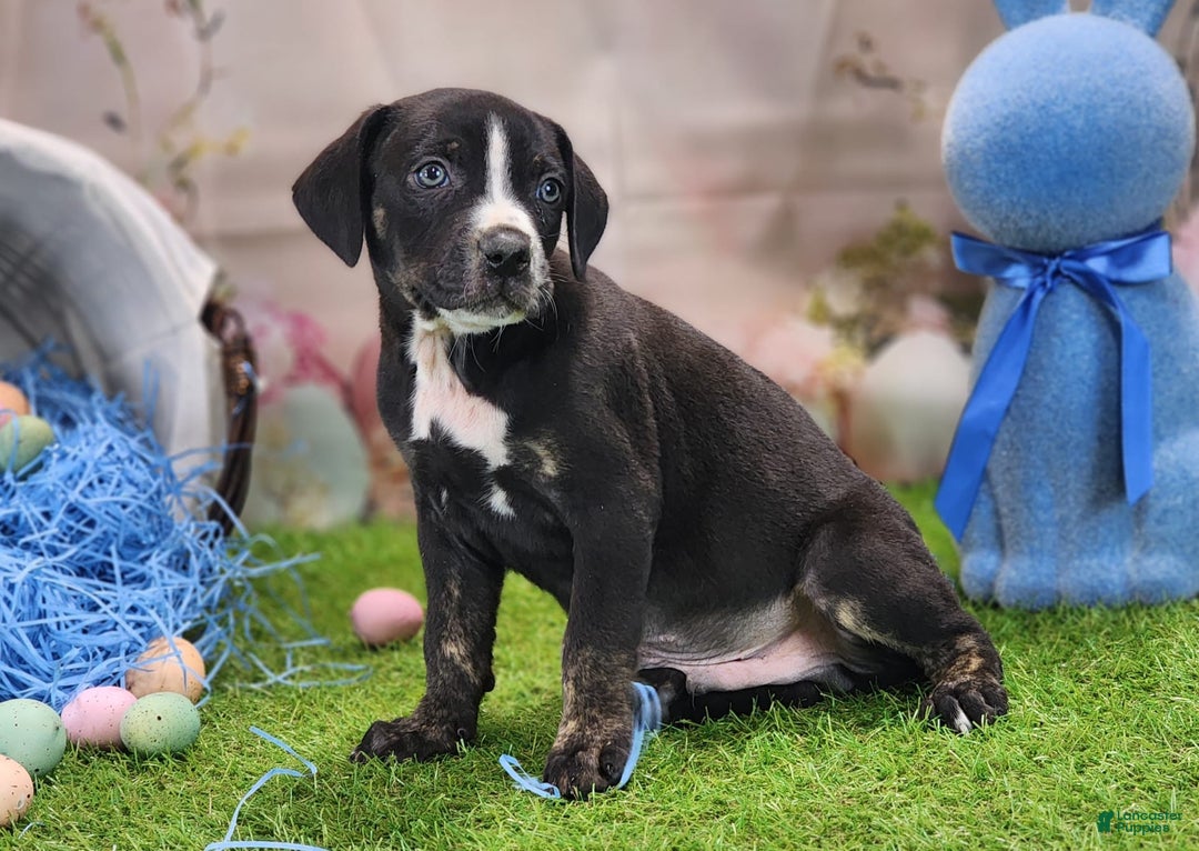 Catahoula Leopard Dog dogs for sale: Juliet 2025 M4 Catahoula Puppy - Image 9