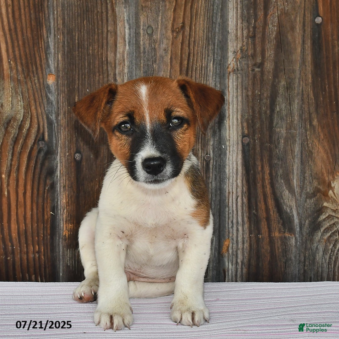 Jack Russell Terrier dogs for sale: Sparky - Image 4