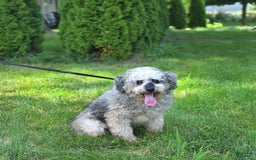 Mini Goldendoodle dogs for sale: Marco - Image 12