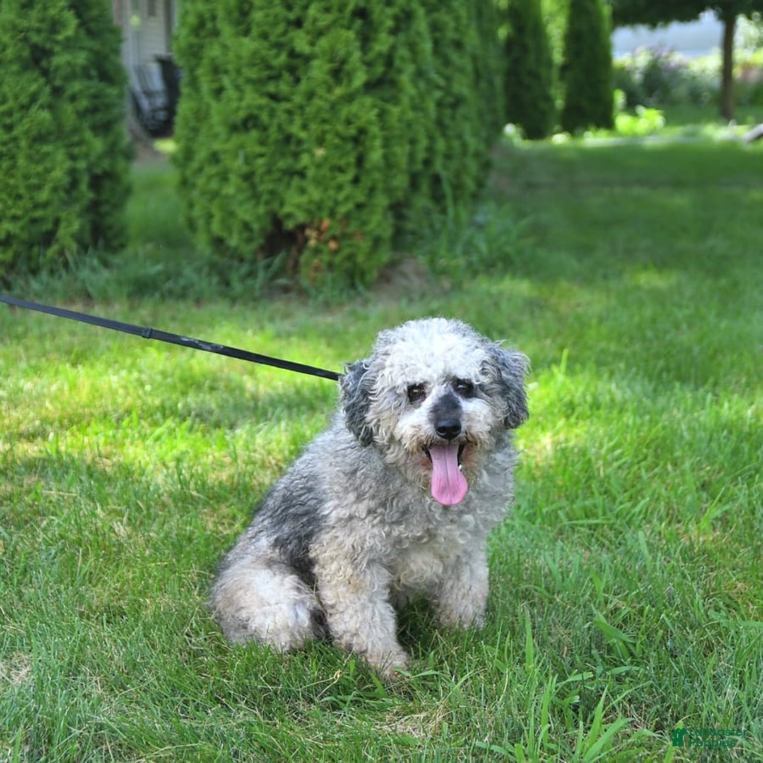 Mini Goldendoodle dogs for sale: Marco - Image 12