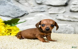 Miniature Dachshund dogs for sale: Ziggy - Image 5