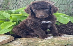 Standard Poodle dogs for sale: Rocket - Image 2