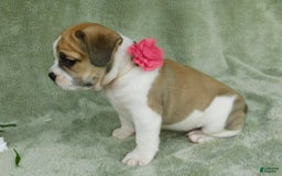 English Bulldog dogs for sale: Rosy - Image 7