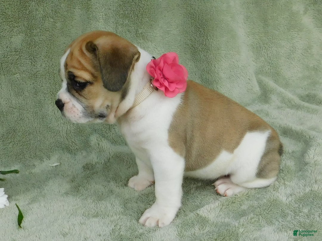 English Bulldog dogs for sale: Rosy - Image 7