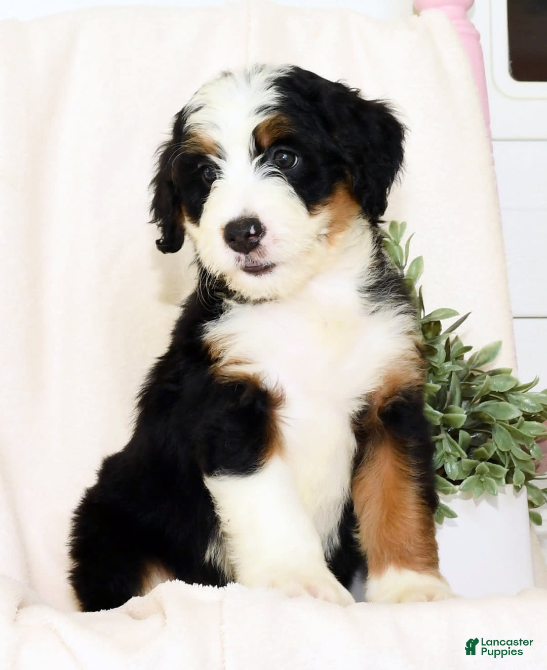 Mini Bernedoodle dogs for sale: Ben - Image 2