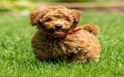 Goldendoodle dogs for sale: Annie - Image 4