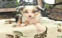 Miniature Australian Shepherd dogs for sale: Angel - Image 3