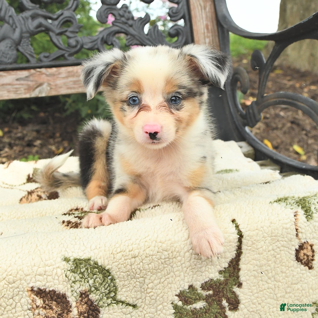 Miniature Australian Shepherd dogs for sale: Angel - Image 3