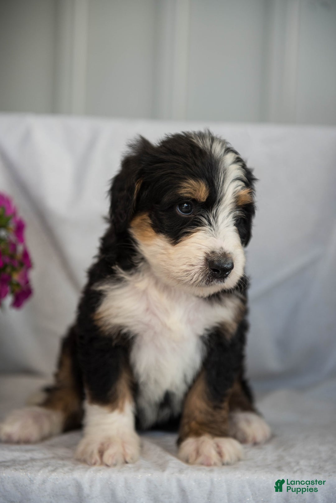 Bernedoodle dogs for sale: Jerry - Image 11